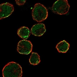 Invitrogen OR13C9 Polyclonal Antibody 100 &mu;L; Unconjugated:Antibodies,