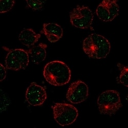 Invitrogen MSH5 Polyclonal Antibody 100 &mu;L; Unconjugated:Antibodies,