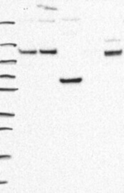 RTN2 Polyclonal Antibody, Invitrogen 100 &mu;L, Unconjugated:Antibodies,