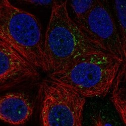 Invitrogen RNF224 Polyclonal Antibody 100 &mu;L; Unconjugated:Antibodies,