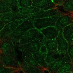 Invitrogen TMEM52 Polyclonal Antibody 100 &mu;L; Unconjugated:Antibodies,