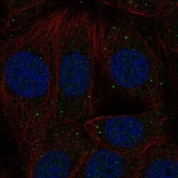 Invitrogen INHBB Polyclonal Antibody 100 &mu;L; Unconjugated:Antibodies,