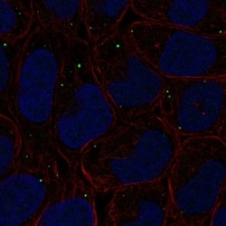 Invitrogen PIFO Polyclonal Antibody 100 &mu;L | Buy Online | Invitrogen&trade; | Fisher Scientific