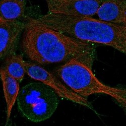 Invitrogen CCKBR Polyclonal Antibody 100 &mu;L; Unconjugated:Antibodies,