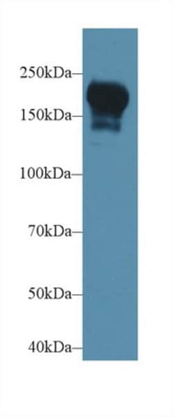 Invitrogen PIK3C2B Polyclonal Antibody, Invitrogen 20 &mu;L; Unconjugated:Antibodies,