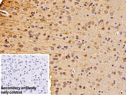 Invitrogen beta Tubulin Polyclonal Antibody, Invitrogen 200 &mu;L; Unconjugated:Antibodies,