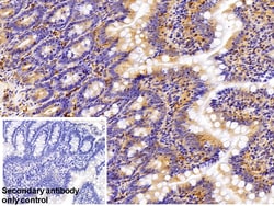 Invitrogen beta Tubulin Polyclonal Antibody, Invitrogen 200 &mu;L; Unconjugated:Antibodies,
