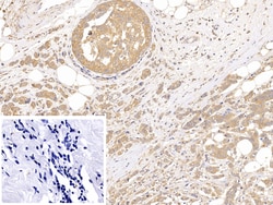 Invitrogen beta Tubulin Polyclonal Antibody, Invitrogen 200 &mu;L; Unconjugated:Antibodies,