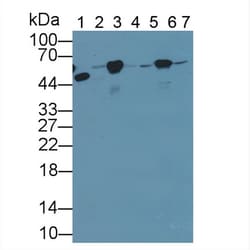 Invitrogen beta Tubulin Polyclonal Antibody, Invitrogen 200 &mu;L; Unconjugated:Antibodies,