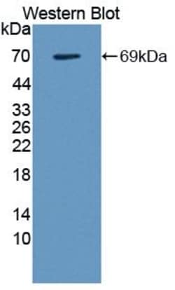Invitrogen Galectin 9 Polyclonal Antibody, Invitrogen 20 &mu;L; Unconjugated:Antibodies,