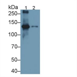 Procollagen I C-Peptide Polyclonal Antibody, Invitrogen:Antibodies:Primary