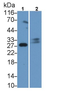Trypsin Polyclonal Antibody, Invitrogen:Antibodies:Primary Antibodies