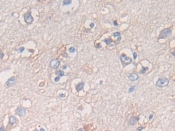 ATF6 Polyclonal Antibody, Invitrogen:Antibodies:Primary Antibodies