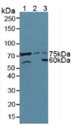ATF6 Polyclonal Antibody, Invitrogen:Antibodies:Primary Antibodies