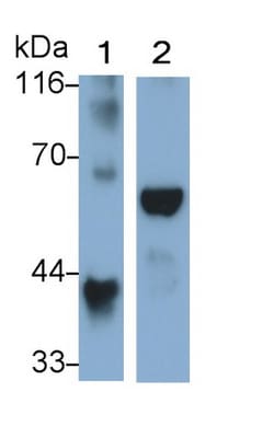 Invitrogen ORM1 Polyclonal Antibody, Invitrogen 20 &mu;L; Unconjugated:Antibodies,