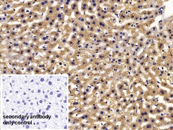 Invitrogen FABP1 Polyclonal Antibody, Invitrogen 20 &mu;L; Unconjugated:Anticuerpos