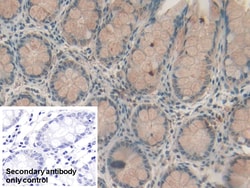 RBP2 Polyclonal Antibody, Invitrogen:Antibodies:Primary Antibodies
