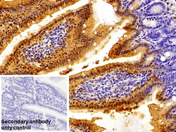 Invitrogen RBP2 Polyclonal Antibody, Invitrogen 200 &mu;L; Unconjugated:Anticorps,