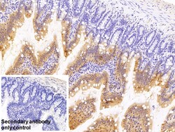 Invitrogen RBP2 Polyclonal Antibody, Invitrogen 200 &mu;L; Unconjugated:Anticorps,