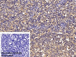 Invitrogen&trade;&nbsp;TGF beta-1 Polyclonal Antibody, Invitrogen&trade;