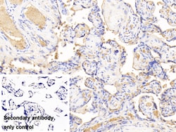 Invitrogen Hemoglobin Polyclonal Antibody, Invitrogen 20 &mu;L; Unconjugated:Antibodies,