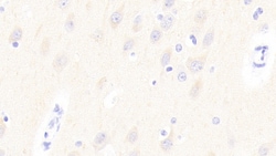 Invitrogen GP6 Polyclonal Antibody, Invitrogen:Antibodies:Primary Antibodies