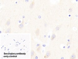 Invitrogen GP6 Polyclonal Antibody, Invitrogen 20 &mu;L; Unconjugated:Antibodies,