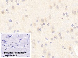 Invitrogen nNOS Polyclonal Antibody, Invitrogen 20 &mu;L; Unconjugated:Antibodies,