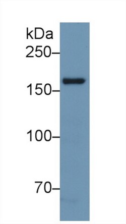 nNOS Polyclonal Antibody, Invitrogen:Antibodies:Primary Antibodies