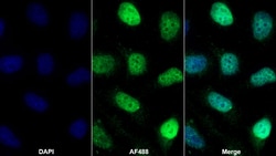 Invitrogen Histone H2A.X Polyclonal Antibody, Invitrogen 200 &mu;L; Unconjugated:Antibodies,
