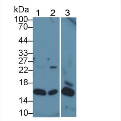 Invitrogen Histone H2A.X Polyclonal Antibody, Invitrogen 20 &mu;L; Unconjugated:Antibodies,