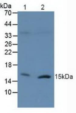 Invitrogen Histone H2A.X Polyclonal Antibody, Invitrogen 20 &mu;L; Unconjugated:Antibodies,