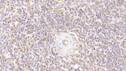 Invitrogen LOXL3 Polyclonal Antibody, Invitrogen 20 &mu;L; Unconjugated:Antibodies,