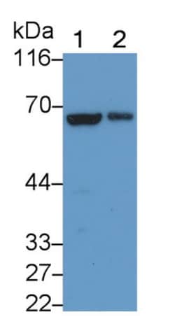 Invitrogen LOXL3 Polyclonal Antibody, Invitrogen 20 &mu;L; Unconjugated:Antibodies,