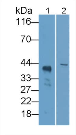 Invitrogen LILRB4 Polyclonal Antibody, Invitrogen 20 &mu;L; Unconjugated:Antibodies,