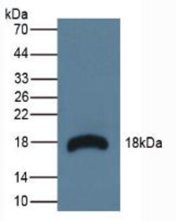 Invitrogen RNASE3 Polyclonal Antibody, Invitrogen:Antibodies:Primary Antibodies