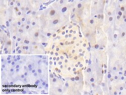 Invitrogen NUP88 Polyclonal Antibody, Invitrogen 200 &mu;L; Unconjugated:Antibodies,
