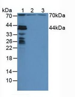 Invitrogen NUP88 Polyclonal Antibody, Invitrogen 200 &mu;L; Unconjugated:Antibodies,