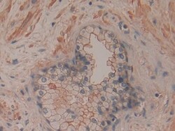 Invitrogen CD200 Polyclonal Antibody, Invitrogen 200 &mu;L; Unconjugated:Antibodies,