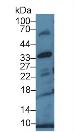 Invitrogen CD200 Polyclonal Antibody, Invitrogen 200 &mu;L; Unconjugated:Antibodies,