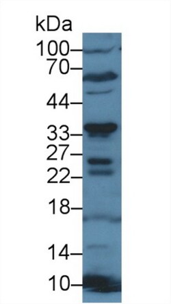 Invitrogen CD200 Polyclonal Antibody, Invitrogen 200 &mu;L; Unconjugated:Antibodies,