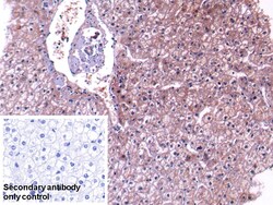 Invitrogen Complement C4 Polyclonal Antibody, Invitrogen 20 &mu;L; Unconjugated:Antibodies,