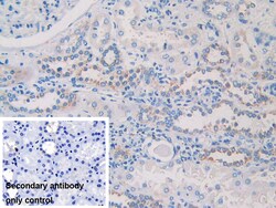 Invitrogen EB1 Polyclonal Antibody, Invitrogen 200 &mu;L; Unconjugated:Antibodies,