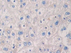 Invitrogen EB1 Polyclonal Antibody, Invitrogen:Antibodies:Primary Antibodies