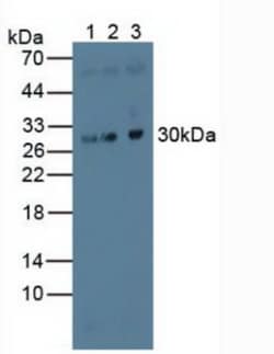 Invitrogen EB1 Polyclonal Antibody, Invitrogen:Antibodies:Primary Antibodies