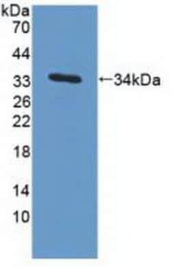 Invitrogen EB1 Polyclonal Antibody, Invitrogen:Antibodies:Primary Antibodies