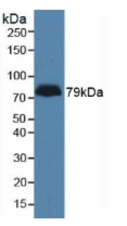 LPHN3 Polyclonal Antibody, Invitrogen:Antibodies:Primary Antibodies