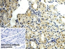 Invitrogen NAMPT Polyclonal Antibody, Invitrogen 20 &mu;L; Unconjugated:Antibodies,