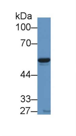 Invitrogen NAMPT Polyclonal Antibody, Invitrogen 20 &mu;L; Unconjugated:Antibodies,