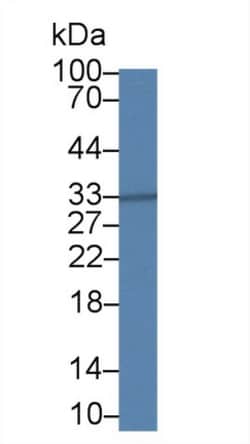 MPST Polyclonal Antibody, Invitrogen:Antibodies:Primary Antibodies